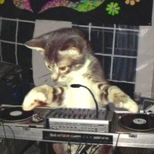 Meet your Posher, Bee!